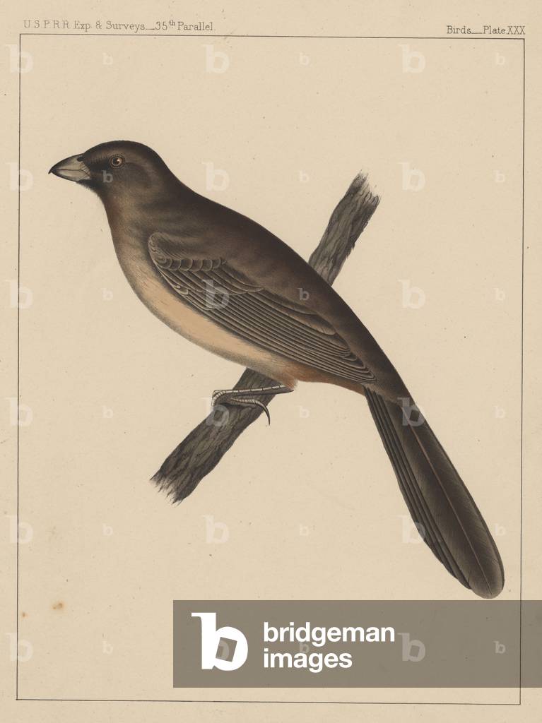 Oiseaux 1855 par American School, b/w