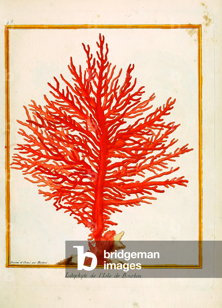 Coral from the Isle of Bourbon (print)