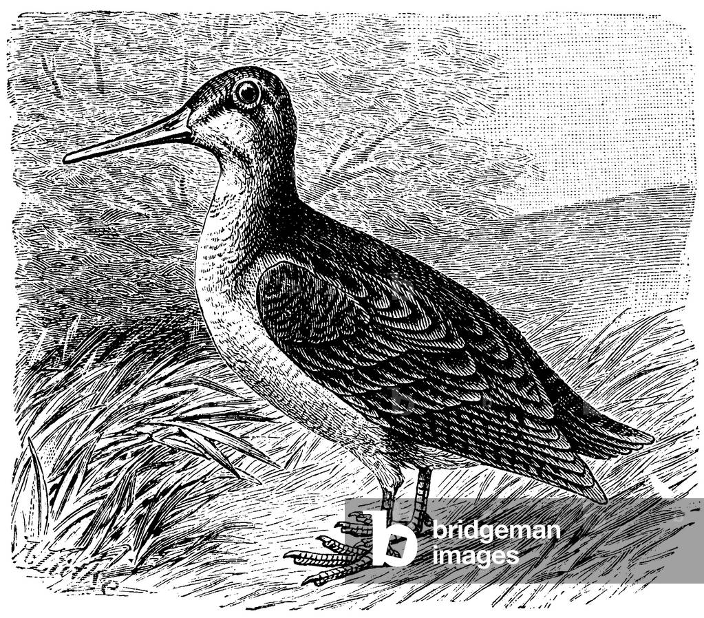 Woodcock