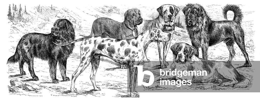 Diverse razze di cani, Riproduzione storica restaurata digitalmente di un originale del XIX secolo