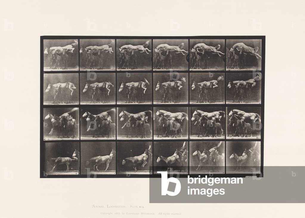 Immagine di Fotografia "Tavola 648. Saltando sopra tre cavalli; A" 1885 di Eadweard Muybridge