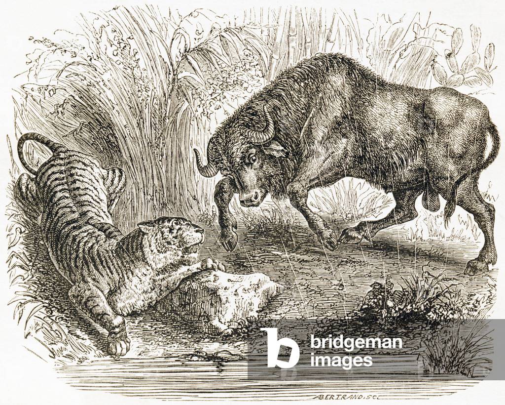 Bild von Gravur "Kampf zwischen Büffel und Tiger" 1892