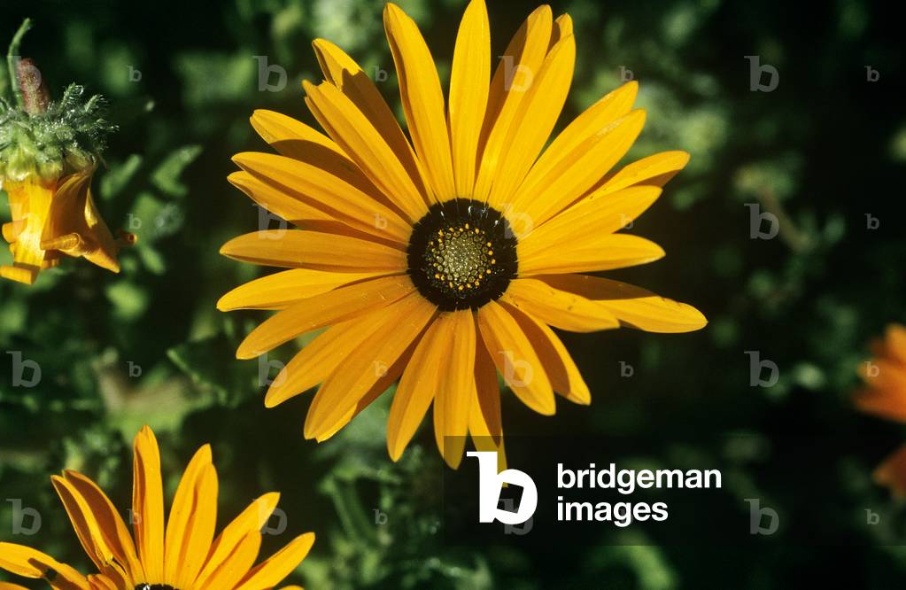 Immagine di Fotografia "Fiore selvatico"