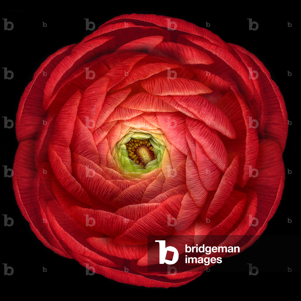 Ruby Red Ranunculus, 2003 (photo)