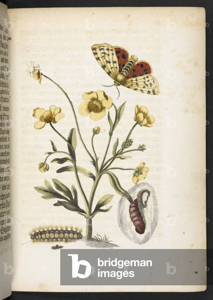 Bild von Gravur "“Der Raupen wunderbare Verwandlung und sonderbare Blumen-Nahrung . . . “" 1679 von Maria Siby