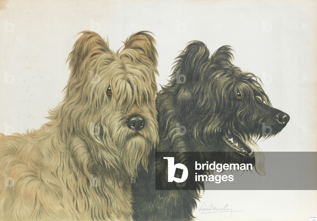 Image of Print depicting Briards (lithograph) by Léon Danchin
