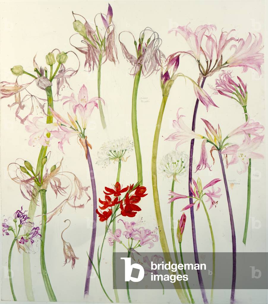 Krebse, Nerine und Andere Blumen (w/c auf Papier)