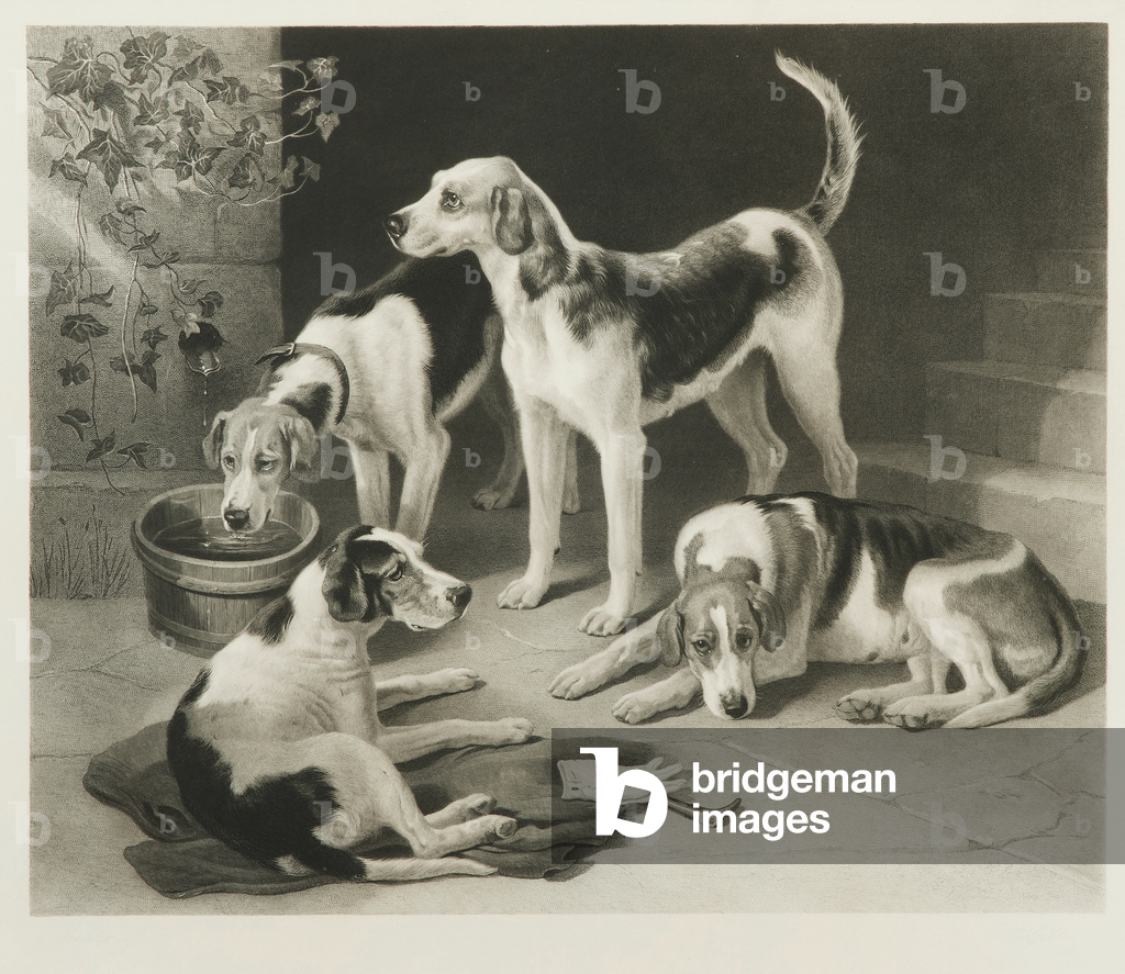 Bild von Gravur "Eine Gruppe von Lieblingen - Foxhounds (Gravur)" von William Giller