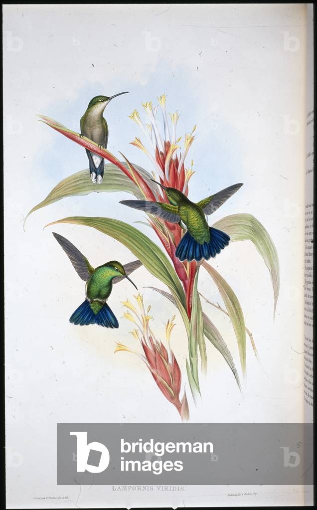 Uccello di mango dalla coda blu (Lampornis Viridis) (lito colorato a mano)