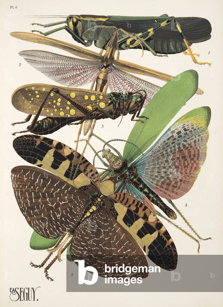 Tavola 8 da Insectes, pub. 1930 (pochoir print)