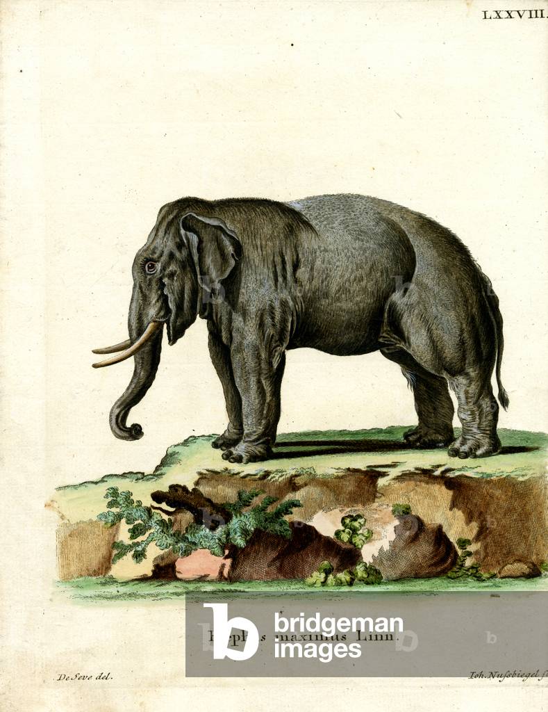 Image of Engraving depicting Asiatic Elephant (coloured engraving) by German Artist