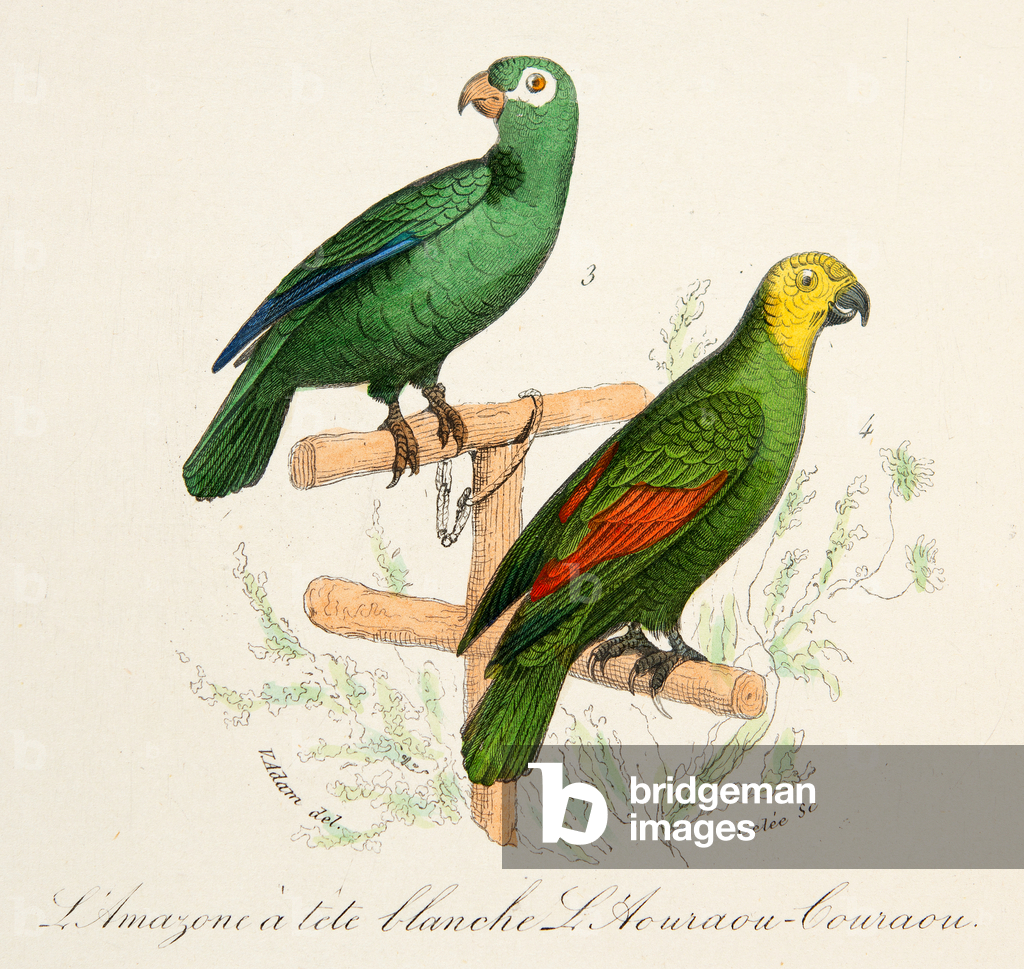 Image de Gravure représentant l'amazone à tete blanche et l'aourou couraou 1701