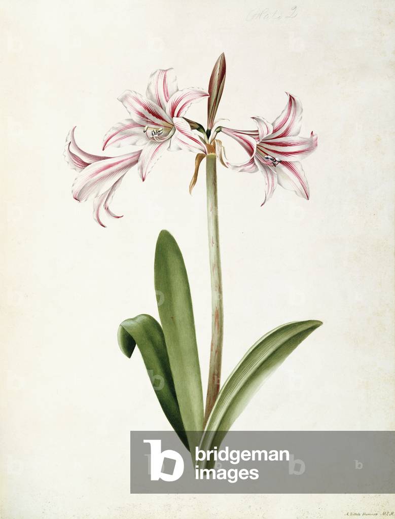 (Amaryllis) Vittata Formosa, 1839 (Aquarellzeichnung)