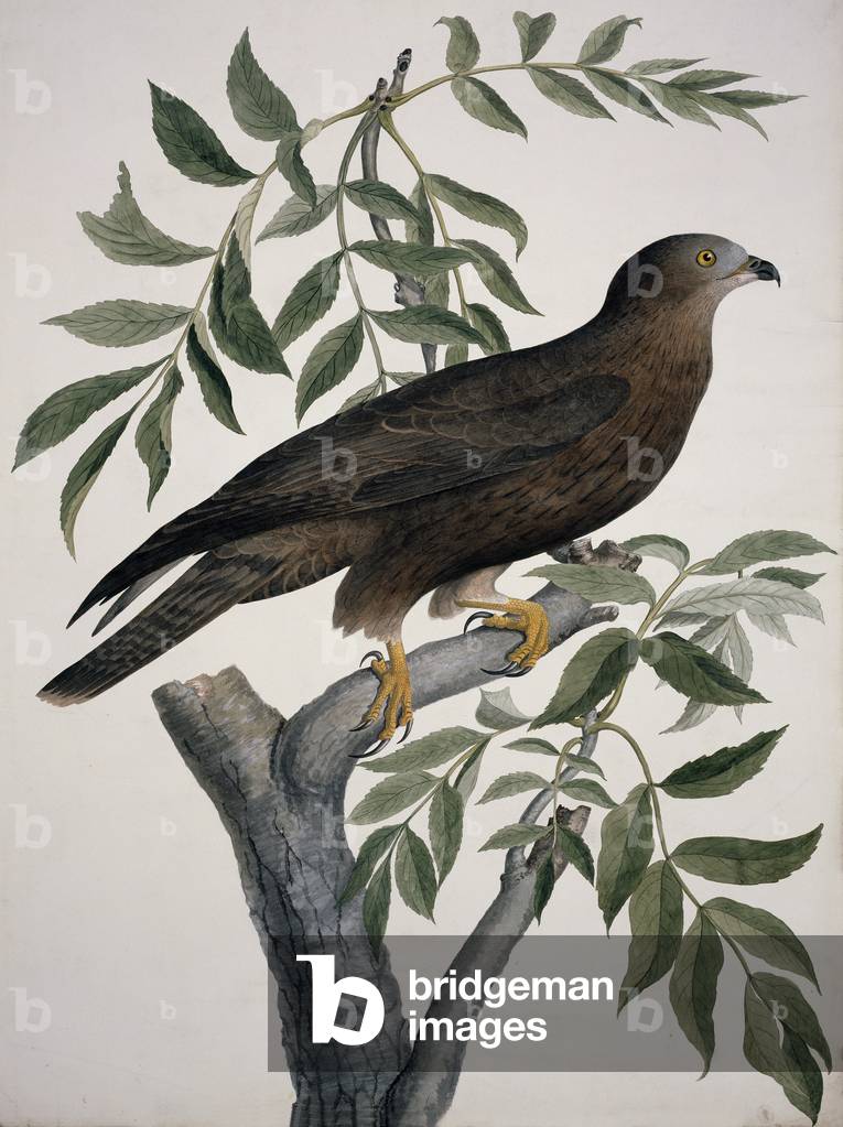Bild von Druck "Pernis apivorus" von William MacGillivray