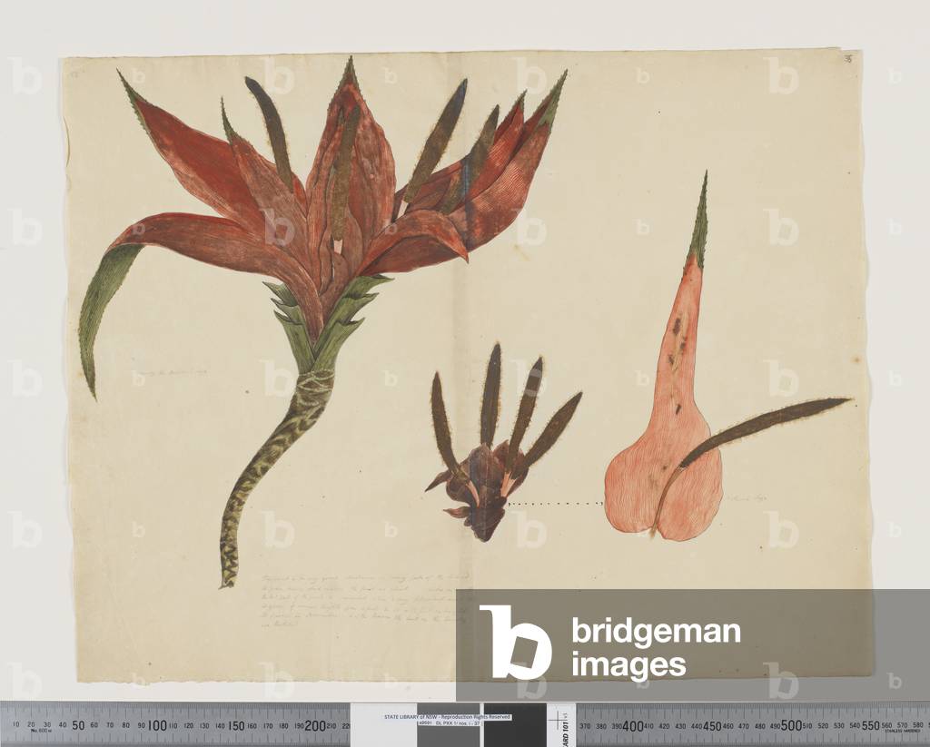 "F.35 Freycinetia baueriana" 1790 von John Doody
