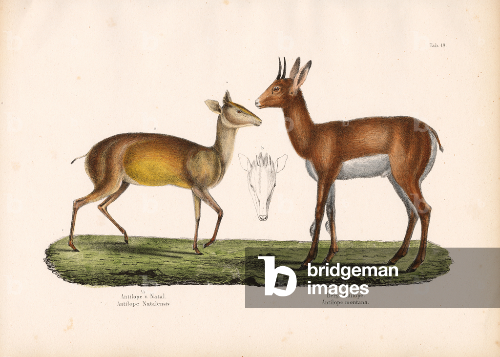 Immagine di Incisione "Antilope del Natal e antilope di montagna" 1848 di Conrad Kull