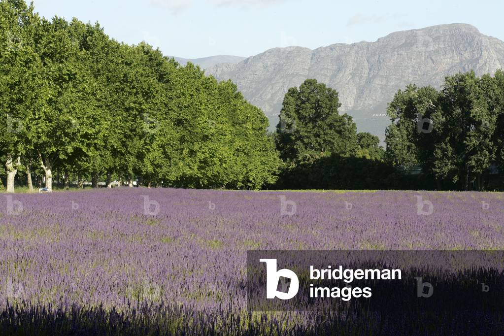 Lavendar Fields, La Motte Estate, Franschhoek (Foto)