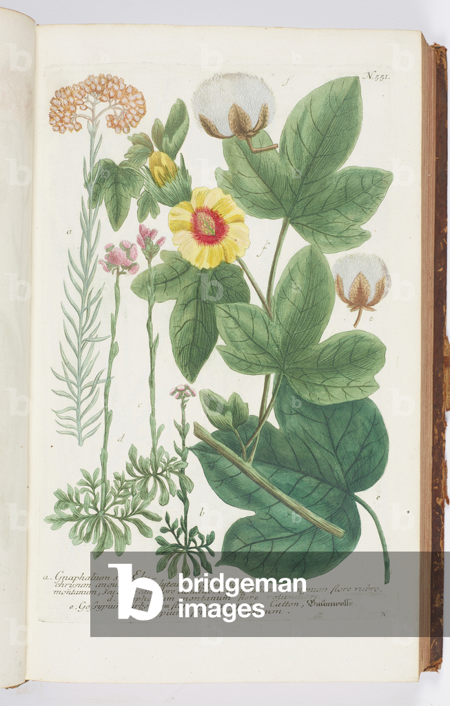 Bild von Gravur "Gnaphalian" 1737