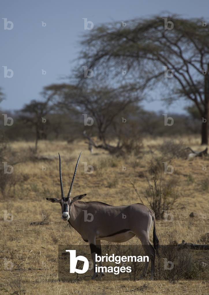 Beisa gemsbok (oryx gazella beisa), comté de Samburu, réserve nationale de Samburu, Kenya, Afrique (photo)