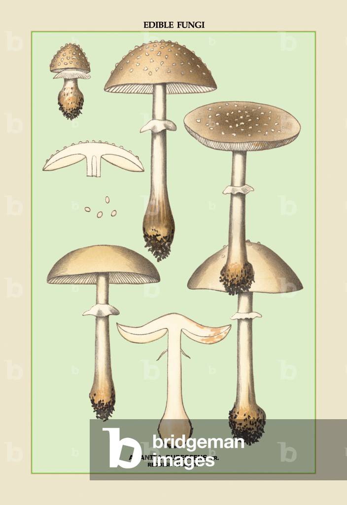 Bild von Druck "Essbare Pilze aus New York: Rötliche Amanita" 1900