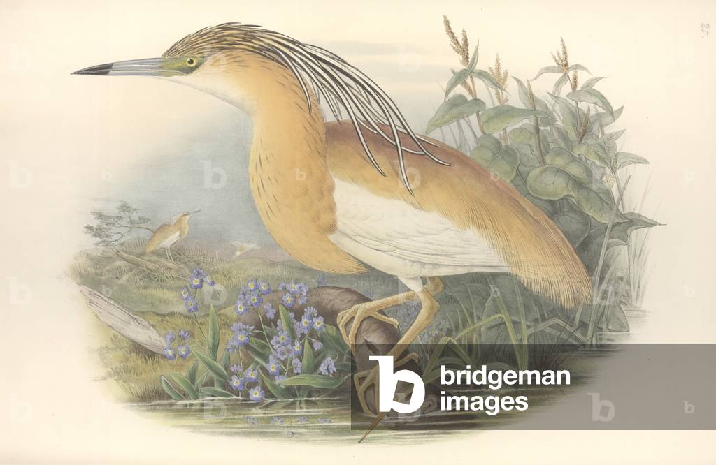 Bild von Zeichnung "Ardeola ralloides" von John Gould, b/w