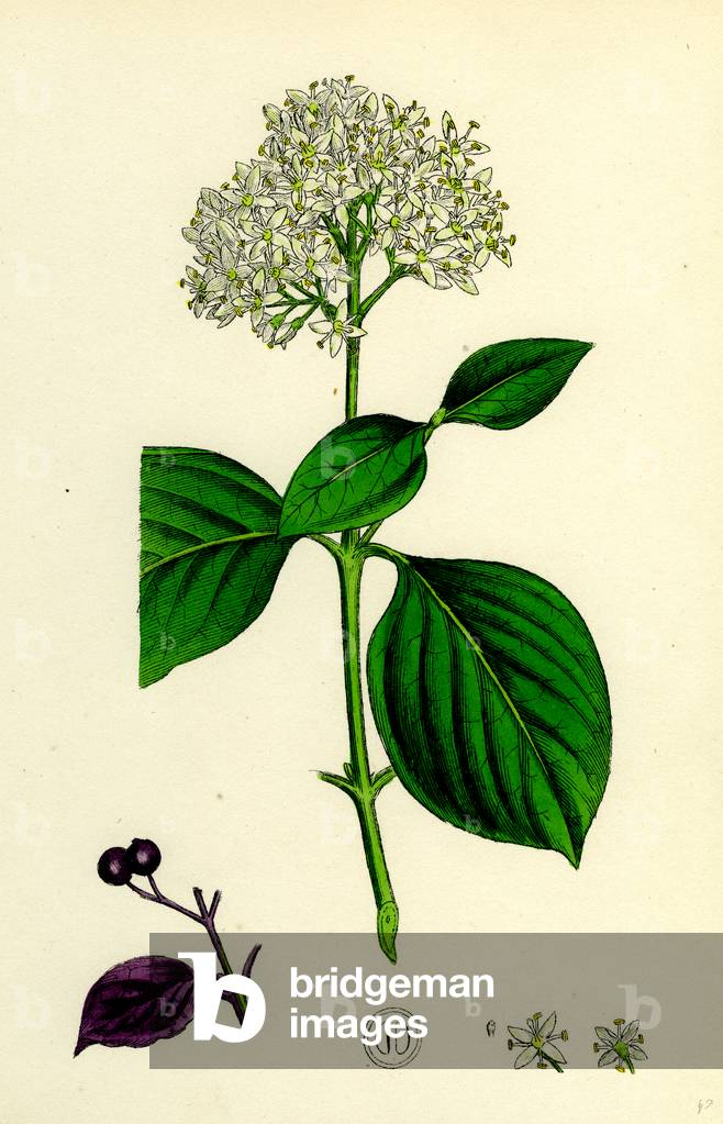 Cornus Sanguinea Gemeiner Hartriegel