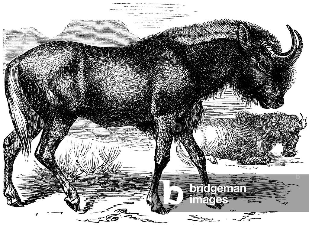 Gnu, wildebeest