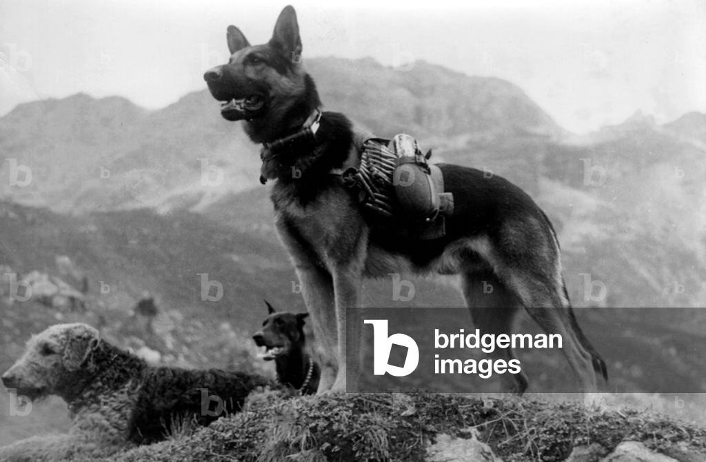 Bild von Fotografie "II. WK" 1942