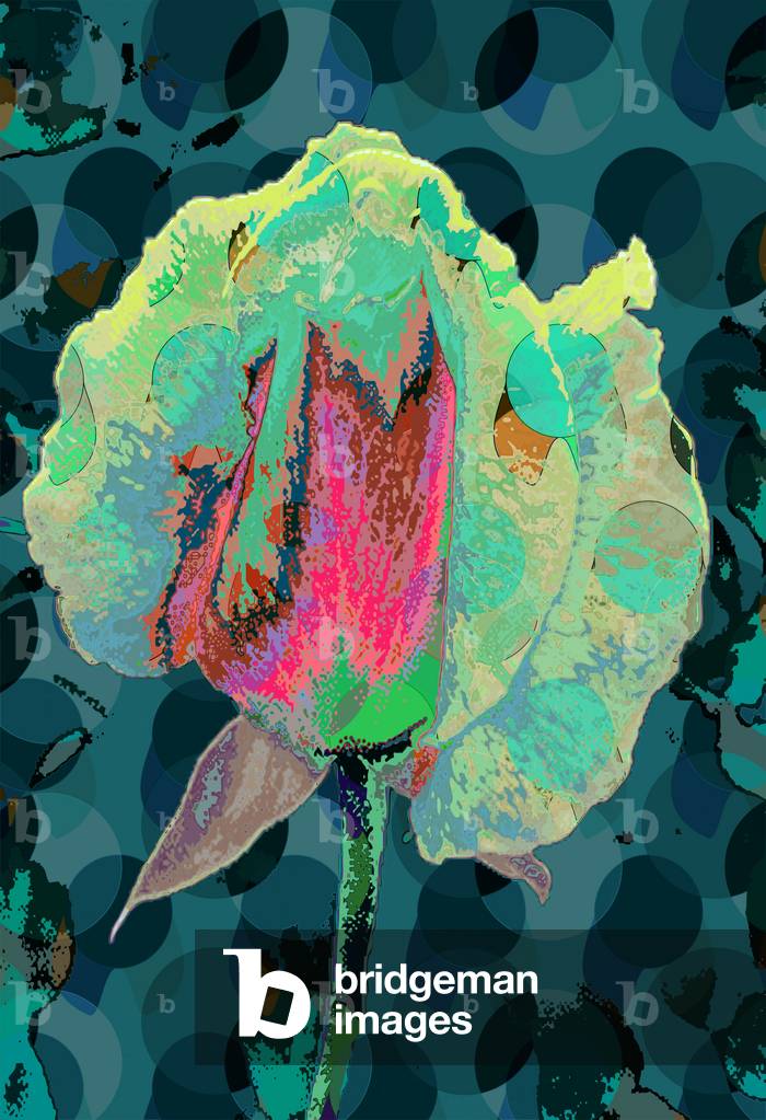 Tea Rose 4, 2010 (digitale)