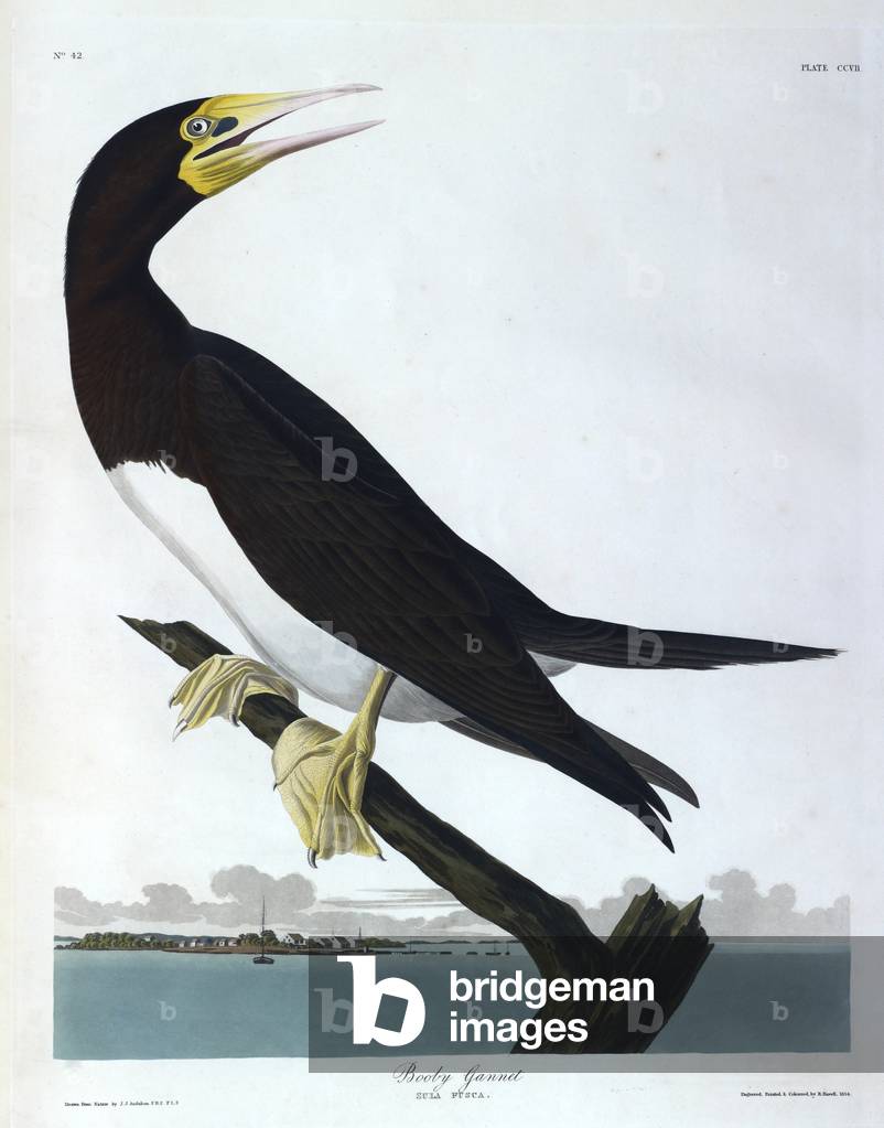 "Un uccellino. Illustrazione a colori di Audubon; Booby Gannet."