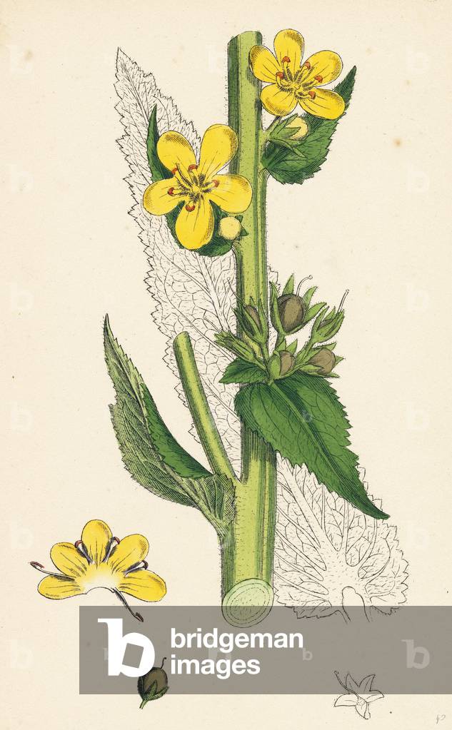 Image of Engraving depicting Verbascum Virgatum Large-Flowered Mullein