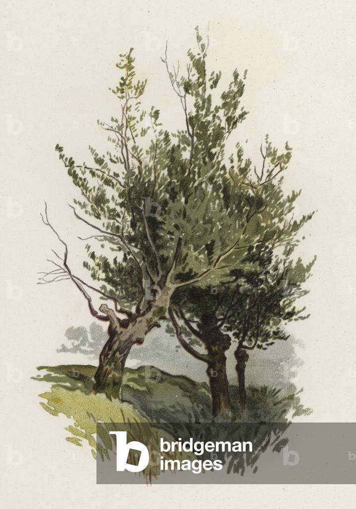 Alberi: Il Salice (colore lito)