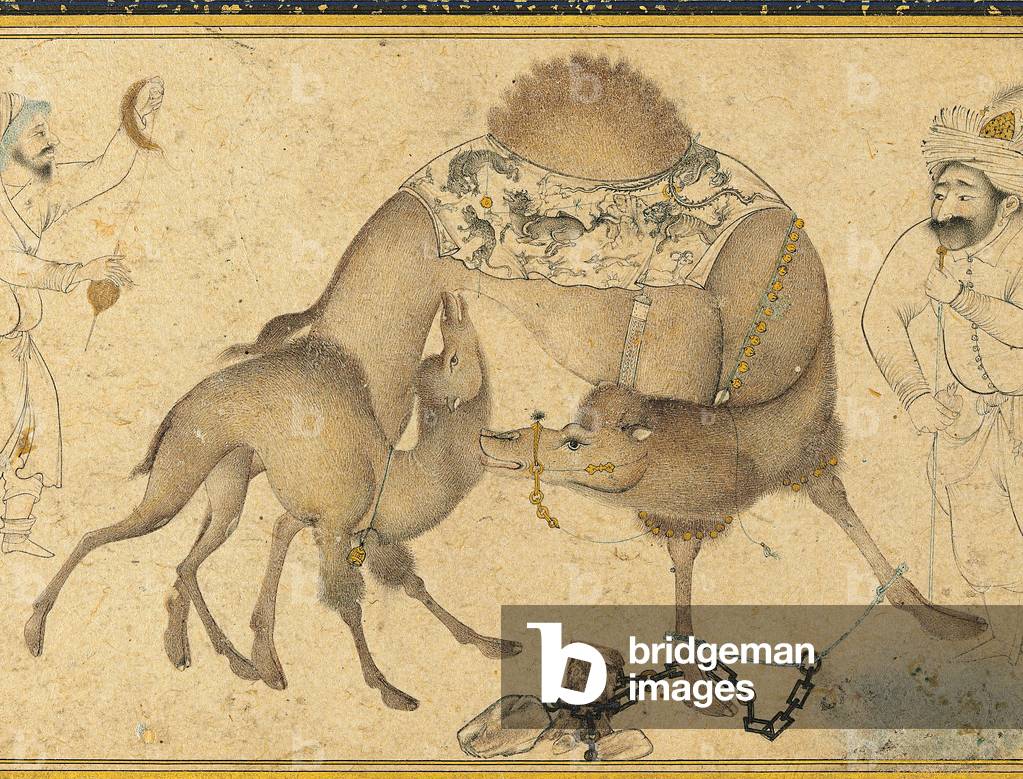 "Ein Kamel und ihr Kalb" 1650 von Iranian School, b/w