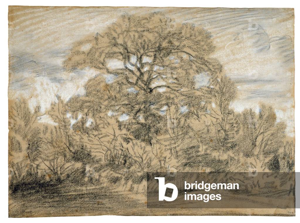 studio di un quercia albero, c. 1862 (nero & bianca gesso su carta di cui)