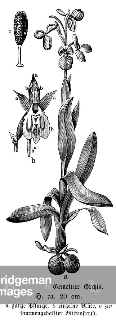 Immagine di Incisione "Orchidee", b/w