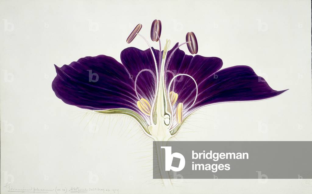 Image of Drawing depicting Geranium phaeum by Arthur Henry Church