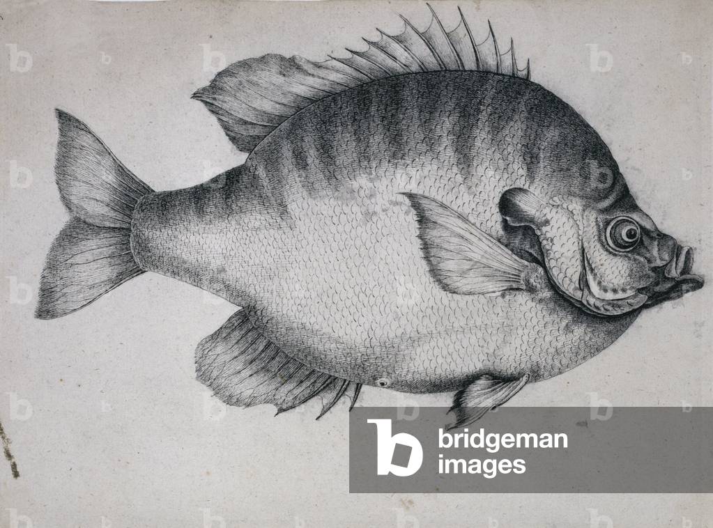 "Lepomis macrochirus"