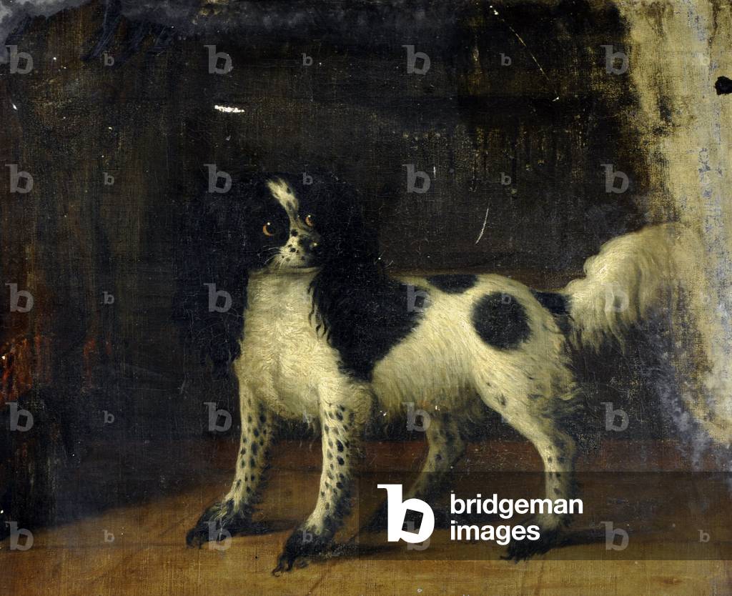 Immagine di Dipinto "Un nero e Bianca Re Charles Spaniel" di Thomas Gooch