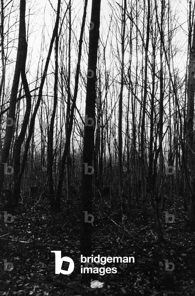 Woods, Lincolnshire (b/w photo)