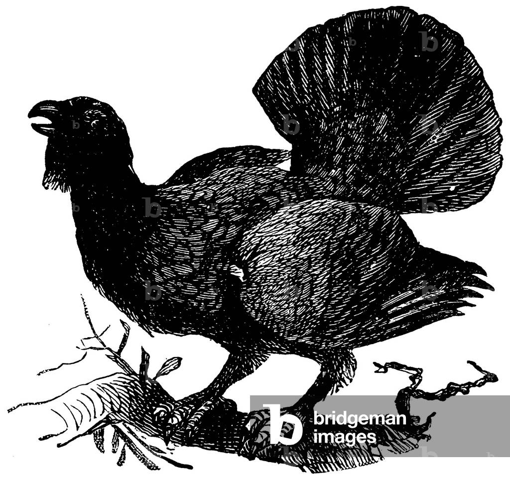 Immagine di Incisione "- Grouse", b/w