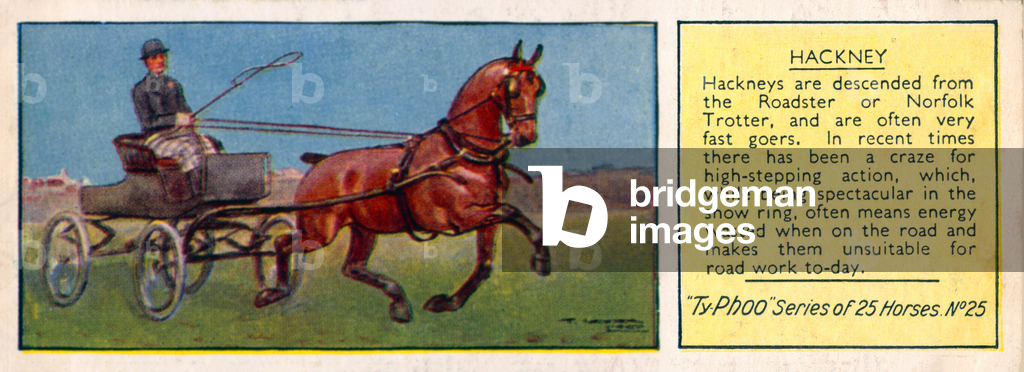 Immagine di Stampa "Cavalli: Hackney (litografia a colori)" 1901 di Thomas Ivester Lloyd