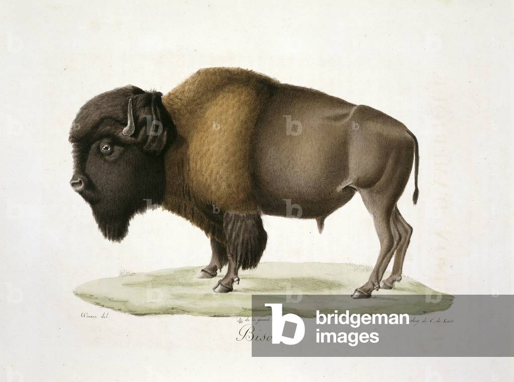 "Bison" 1819 di French School