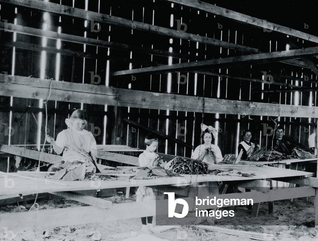 Interno di capannone di tabacco, Hawthorn Farm. 1909 (foto)