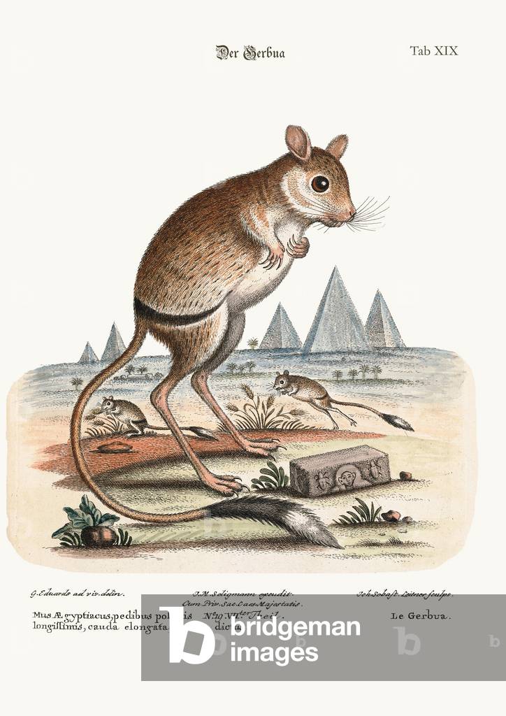 Image de Gravure représentant La Gerbua par George Edwards