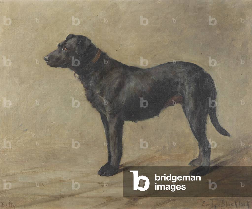 'Betty', ein schwarzer Labrador, 1911 (öl auf leinwand)