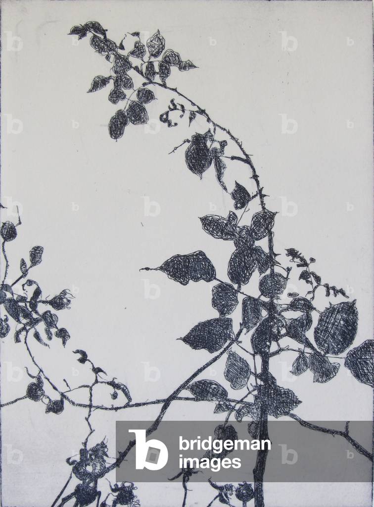 Rose Garden II, 2012 (acquaforte)