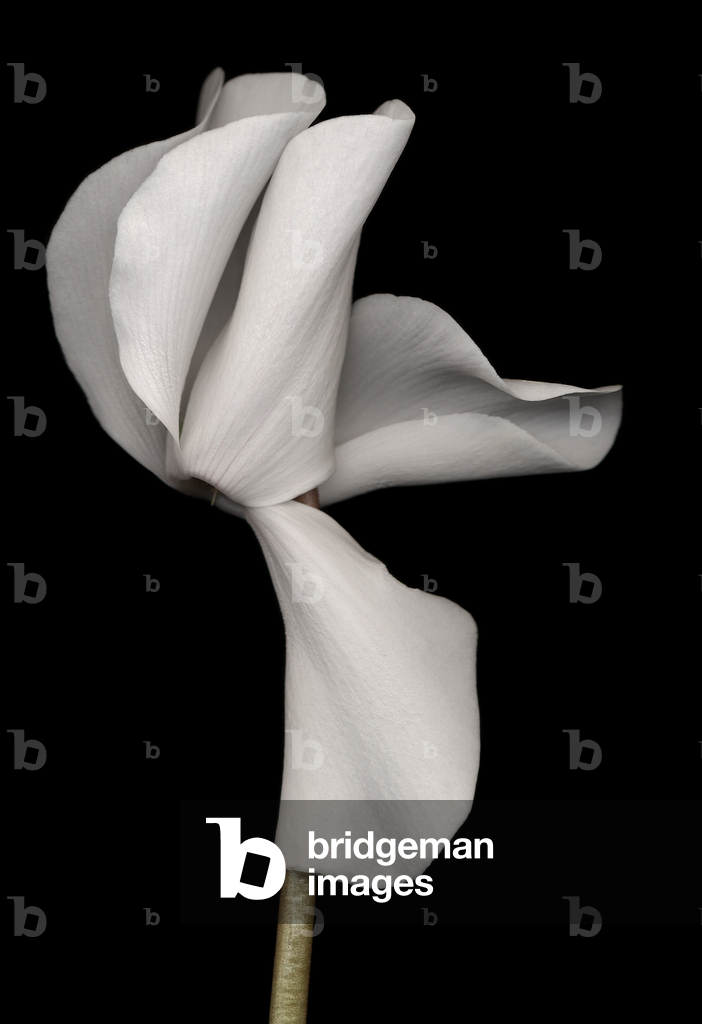 Immagine di Fotografia "Ciclamino bianco (foto)" di Harold Feinstein