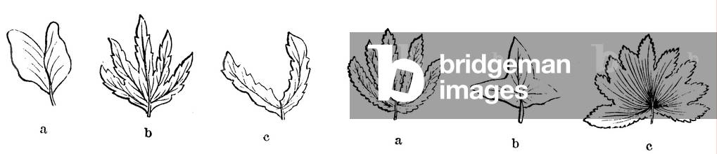 Image of Engraving depicting Leaf shapes, b/w