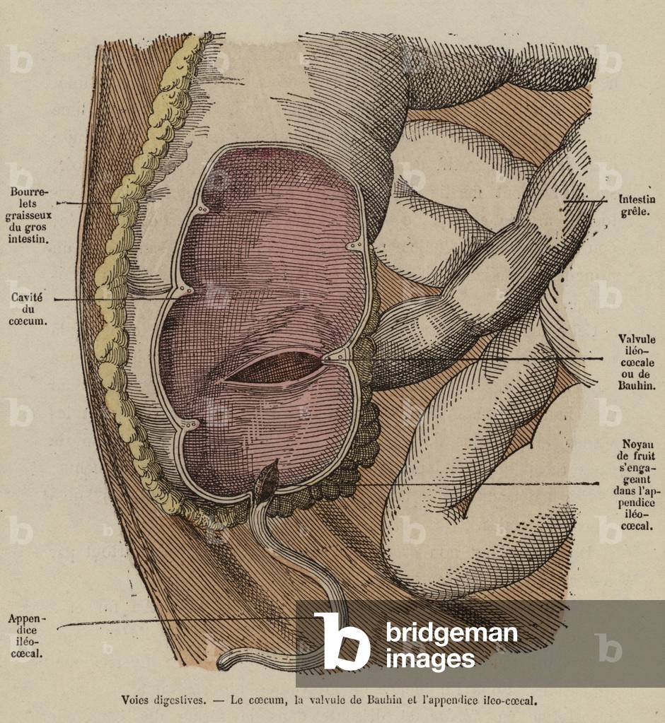 Digestive tract (coloured engraving)