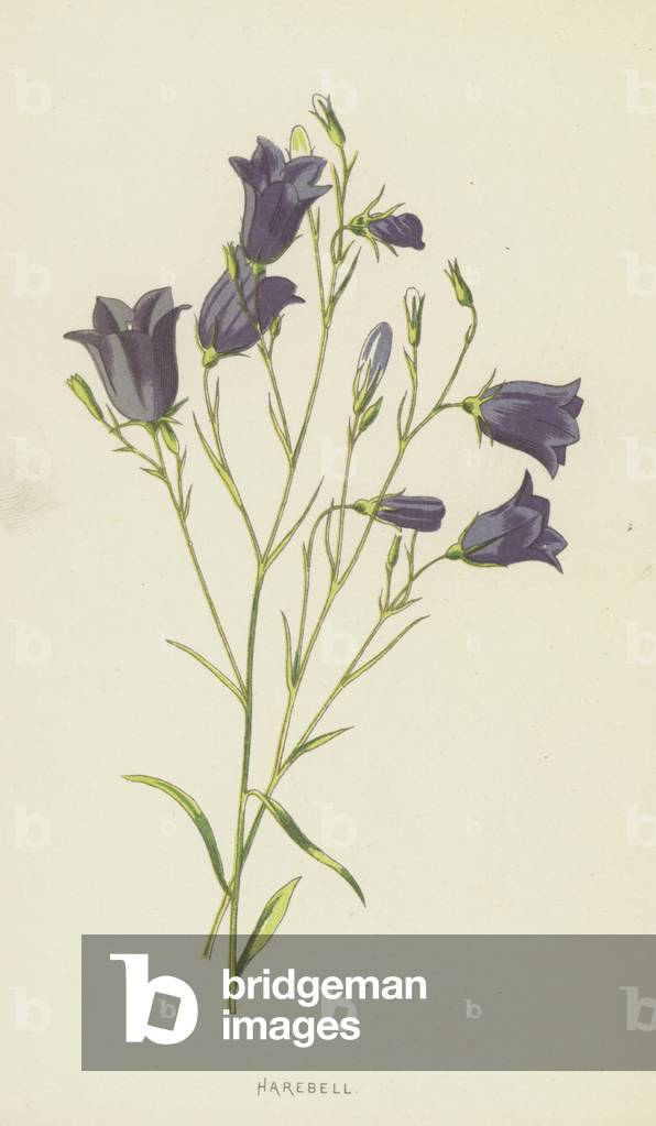 Harebell (chromolitho) by Frederick Edward Hulme